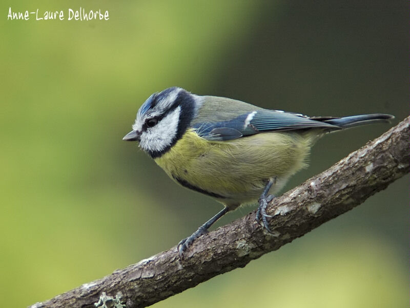 Eurasian Blue Tit