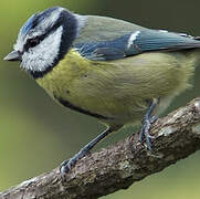 Eurasian Blue Tit