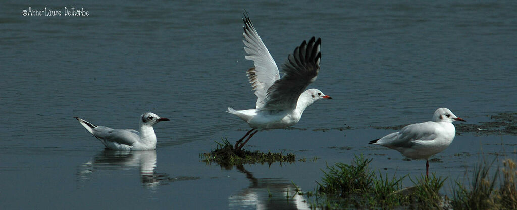 Black-headed Gull