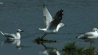 Mouette rieuse