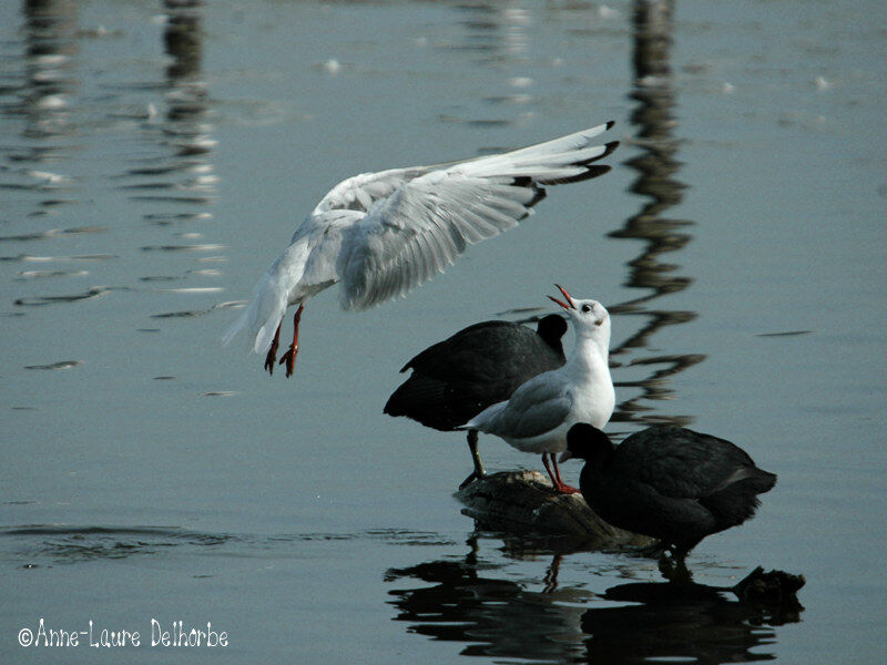 Mouette rieuse