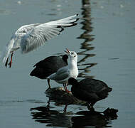 Mouette rieuse