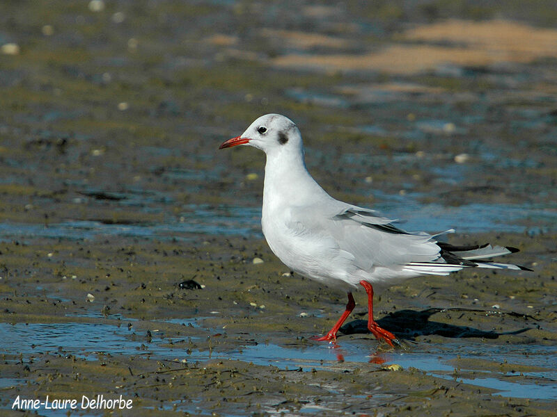 Black-headed Gull