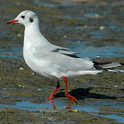 Mouette rieuse