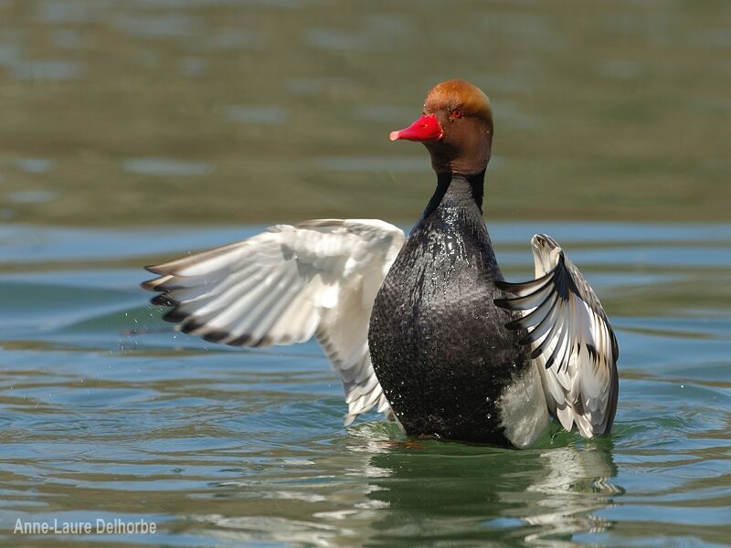 Red-crested Pochard