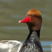 Red-crested Pochard