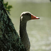 Greylag Goose