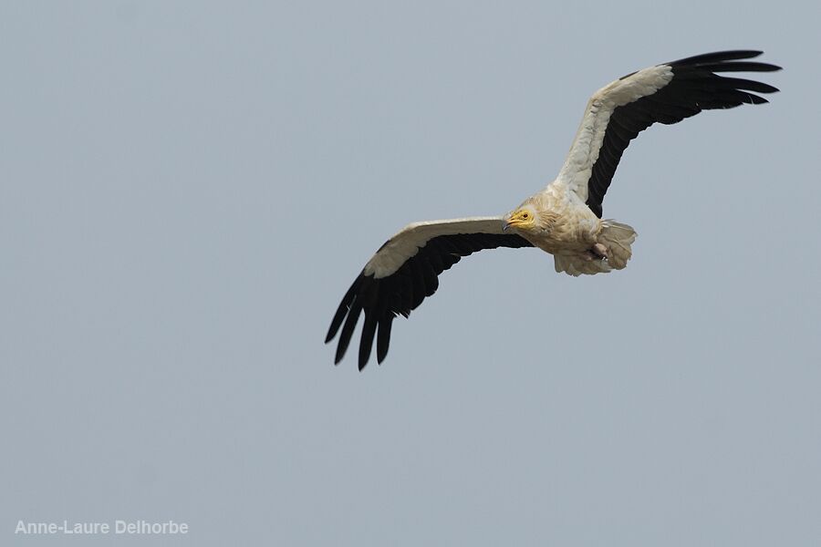 Egyptian Vulture, Flight