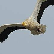 Egyptian Vulture