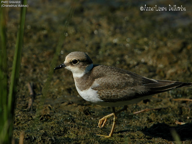 Little Ringed Plover