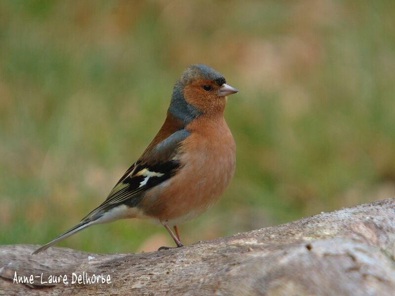 Common Chaffinch