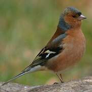 Eurasian Chaffinch