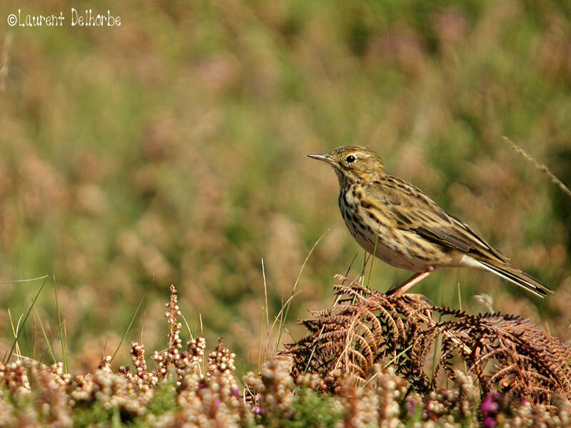 Pipit farlouse