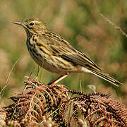 Pipit farlouse