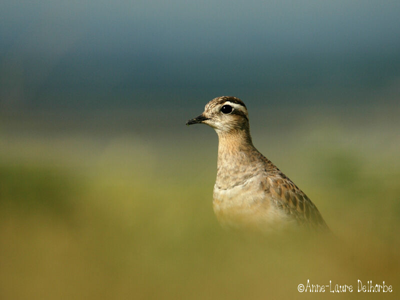 Eurasian Dotterel