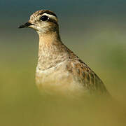 Eurasian Dotterel