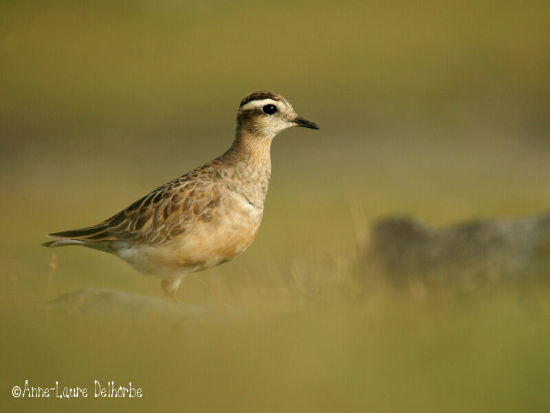 Eurasian Dotterel