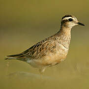 Eurasian Dotterel