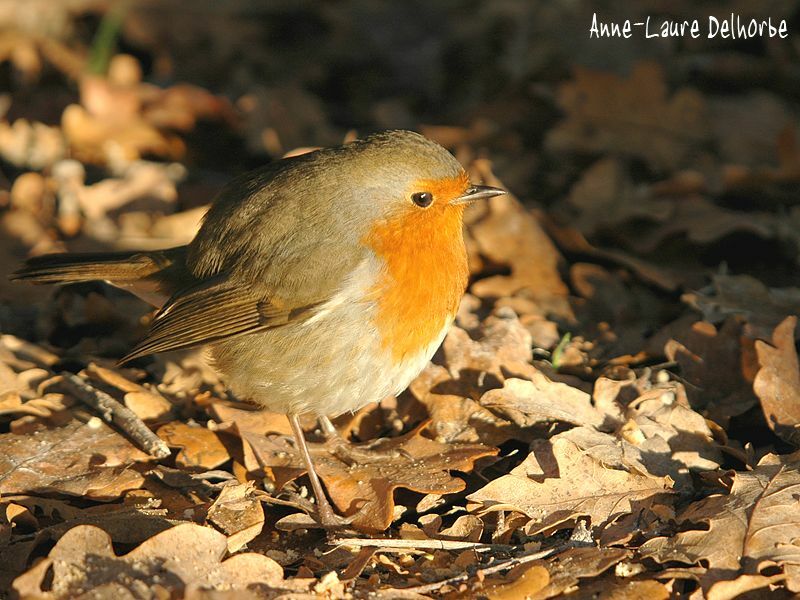 European Robin