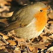 European Robin