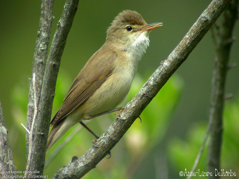 Common Reed Warbler