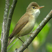 Common Reed Warbler