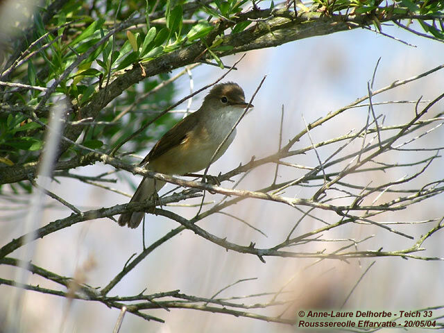 Eurasian Reed Warbler