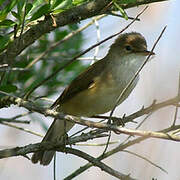 Common Reed Warbler