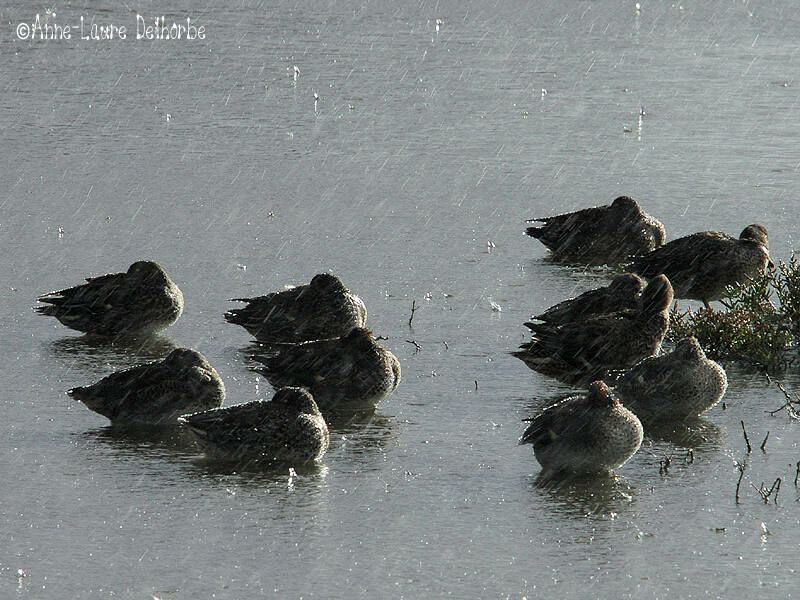 Eurasian Teal