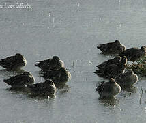 Eurasian Teal