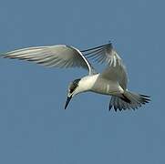 Sandwich Tern