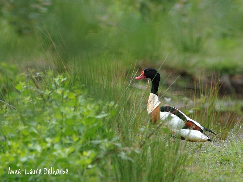 Common Shelduck