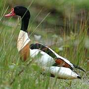 Common Shelduck