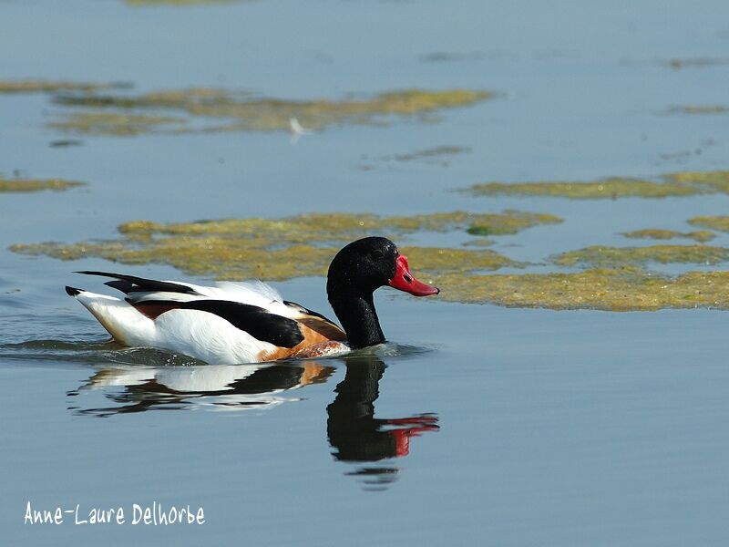 Common Shelduck