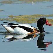 Common Shelduck