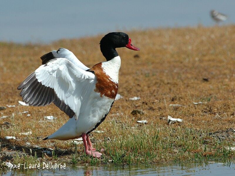 Common Shelduck