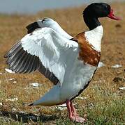 Common Shelduck