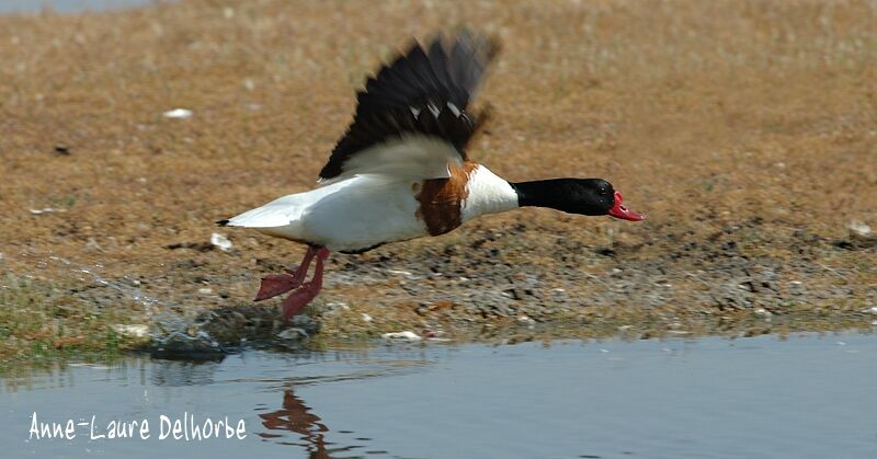 Common Shelduck