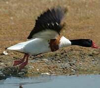 Common Shelduck