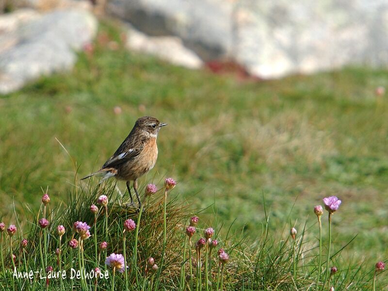 European Stonechat