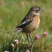 European Stonechat