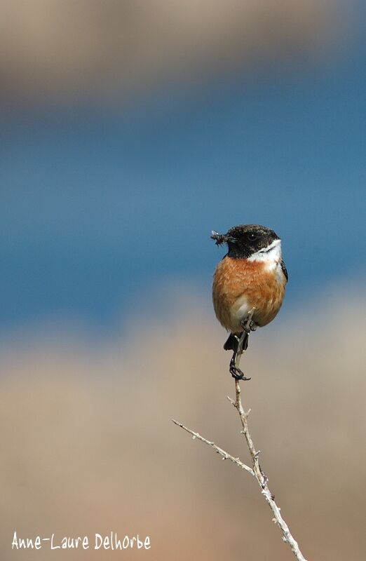 European Stonechat