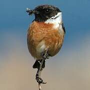 European Stonechat