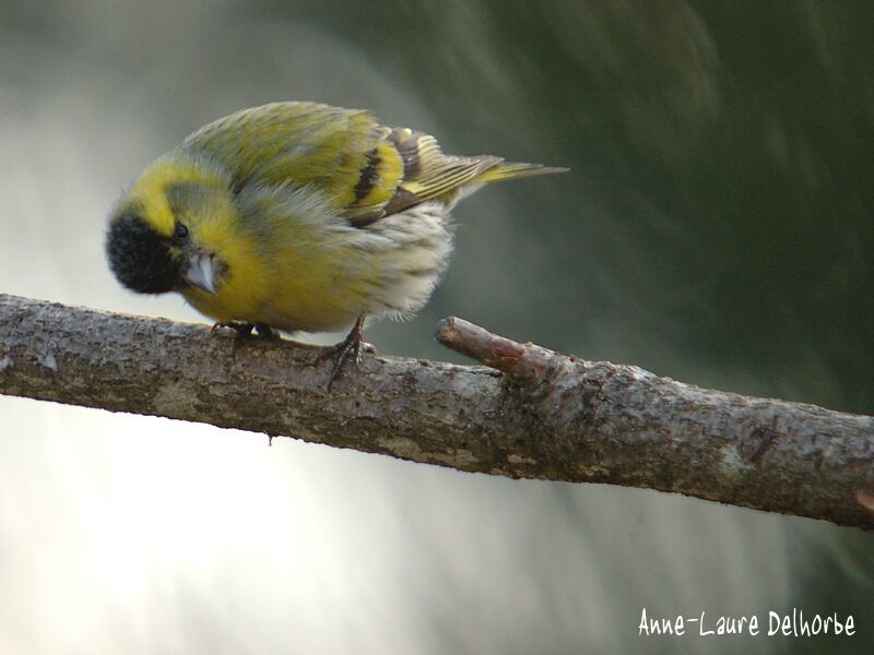 Eurasian Siskin