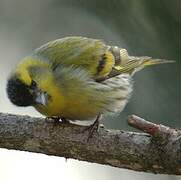 Eurasian Siskin