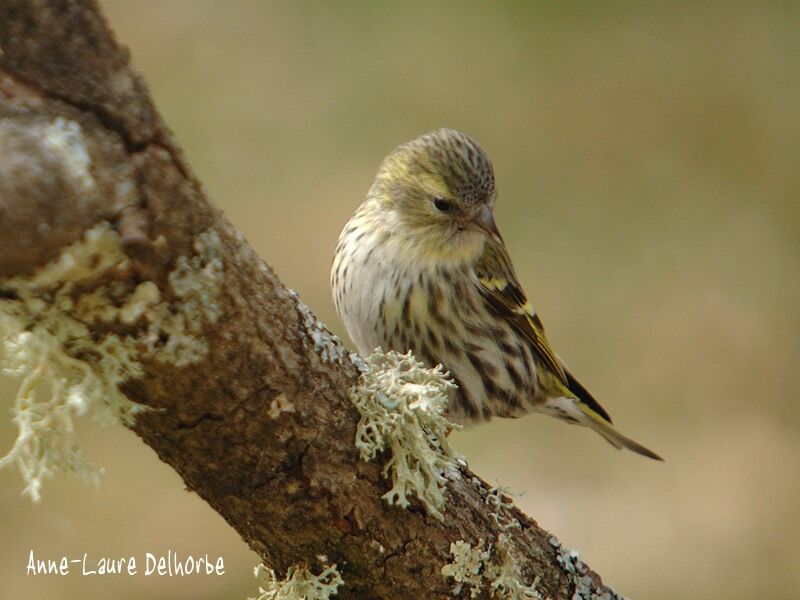 Eurasian Siskin