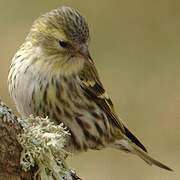 Eurasian Siskin