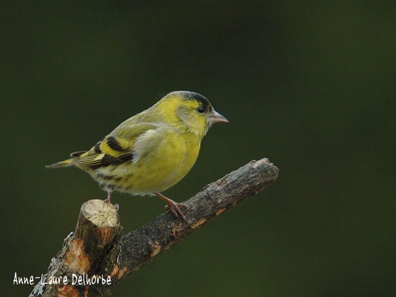 Eurasian Siskin