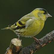 Eurasian Siskin