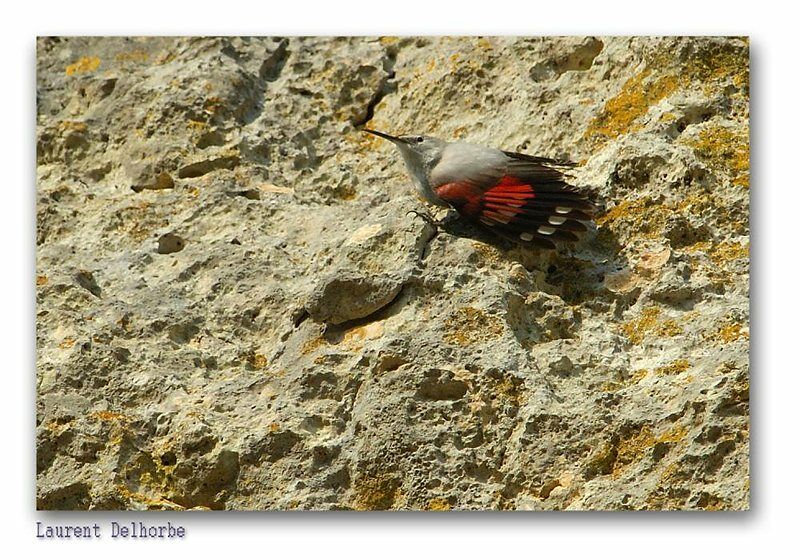 Wallcreeper, identification